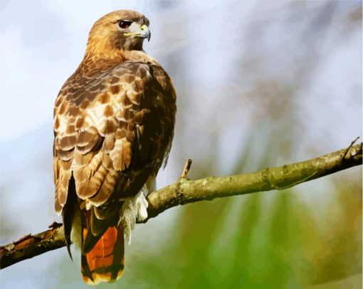 Red Tailed Hawk On Branch paint by number