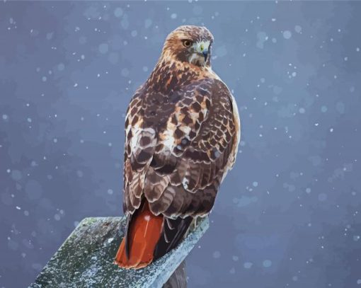 Red Tailed Hawk paint by number