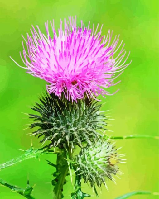 Thistle Plant paint by number