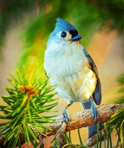 Tufted Titmouse On Branch paint by number