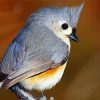 Tufted Titmouse Bird paint by number