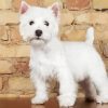 West Highland White Terrier Dogs paint by number