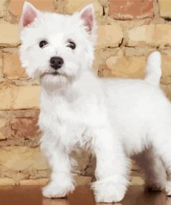 West Highland White Terrier Dogs paint by number