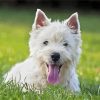 Westie Dog paint by number