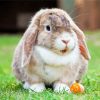 Aesthetic Mini Lop Rabbit paint by number