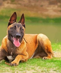 Belgian Malinois Dog Animal paint by number