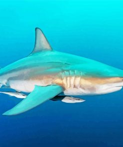 Blacktip Shark paint by number