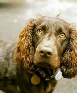 Boykin Spaniel Animal paint by number