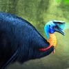 Cassowary Bird paint by number