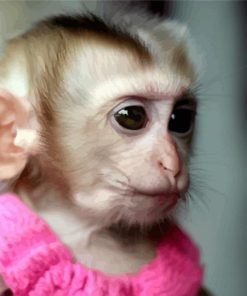 Cute Monkey In Dress paint by number