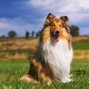 Cute Rough Collie paint by number