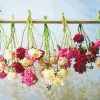 Dried Flowers Hanging paint by number