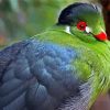 Green Cheek paint by number