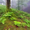 Green Ferns In Forest Paint by number