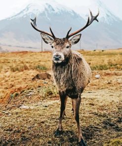 Highland Stag Animal paint by number