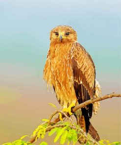 Indian Spotted Eagle On Stick paint by number