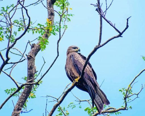 Indian Spotted Eagle On Tree paint by number