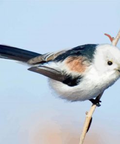 Long Tailed Tit Bird paint by number