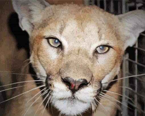 Mountain Lion Face paint by number