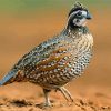 Northern Bobwhite paint by number