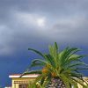 Palm Tree And Grey Sky paint by number