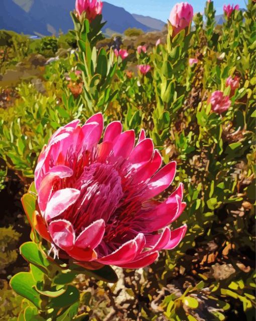 Proteas Flowering Plant paint by number