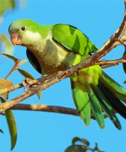 Quaker Parrot paint by number