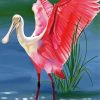 Roseate Spoonbill Art paint by number