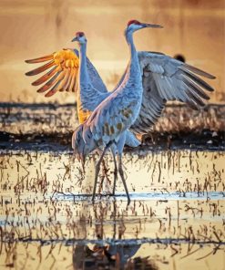 Sandhill Crane In Water paint by number