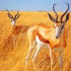 South African Springbok paint by number