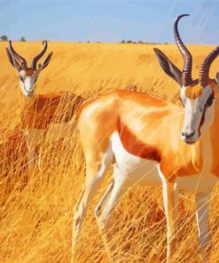 South African Springbok paint by number