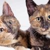 Tortoiseshell Kittens paint by number