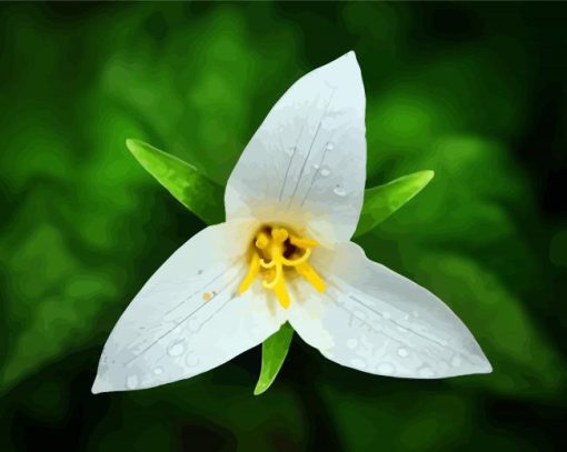 Trillium Flower And Water Drops paint by number