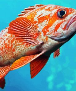 Vermilion Rockfish paint by number