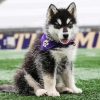 Washington Husky Dog paint by number