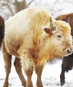 White Bison paint by number