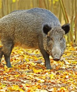 Wild Boar paint by number