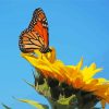 Yellow Sunflower With Butterfly paint by number