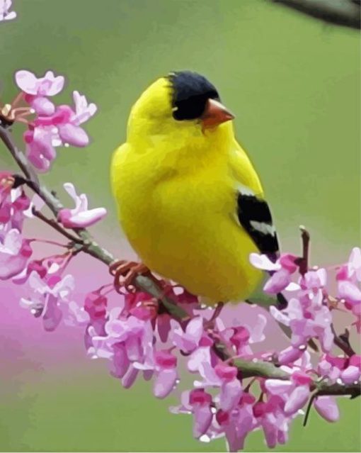 Yellow Finches Bird paint by number