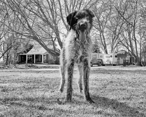 Black And White Wire Hair Dog paint by number