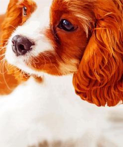 Cavalier king Charles Spaniel Puppy paint by number