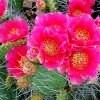 Cute Cactus With Pink Roses paint by number