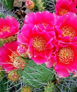 Cute Cactus With Pink Roses paint by number