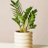 Cute Minimalist Plant paint by number