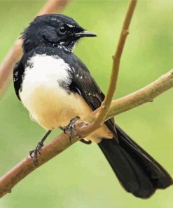 Cute Willy Wagtail Bird paint by number