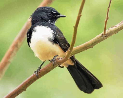 Cute Willy Wagtail Bird paint by number