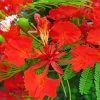 Flame Tree Flowers paint by number