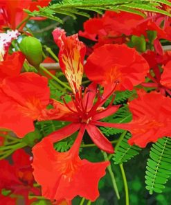 Flame Tree Flowers paint by number