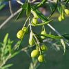 Green Olive Trees paint by number