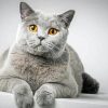 Grey White Cat paint by number